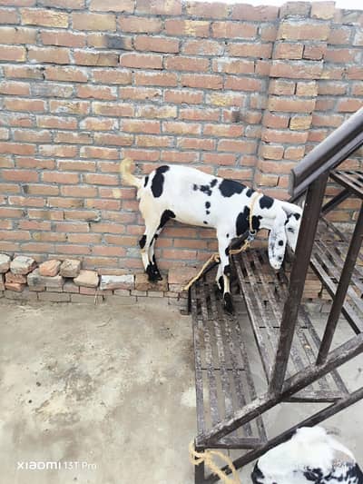1 Bakra or aik bakri Qurbani ky liay braiy Farokht hn