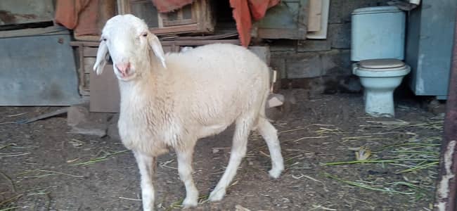 Dumba For Qurbani Low price