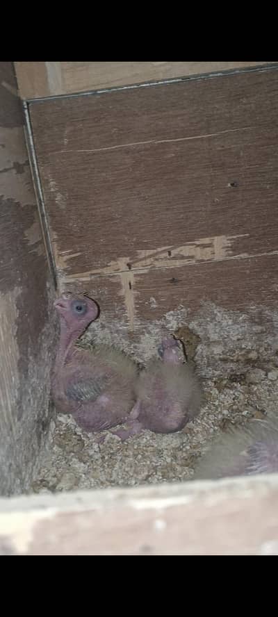 cocktail chicks available