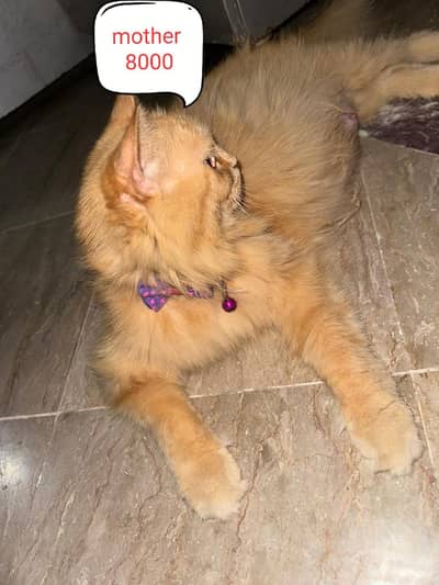 All Persian  cats vaccination complete