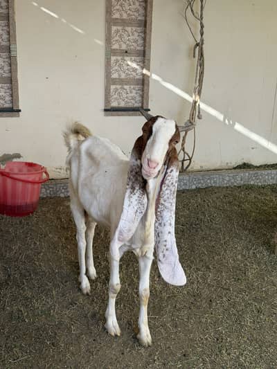 Gulabi cross bakri