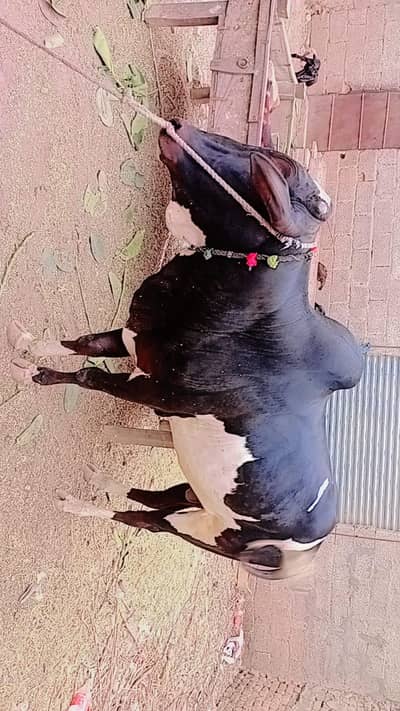 for sale urgent