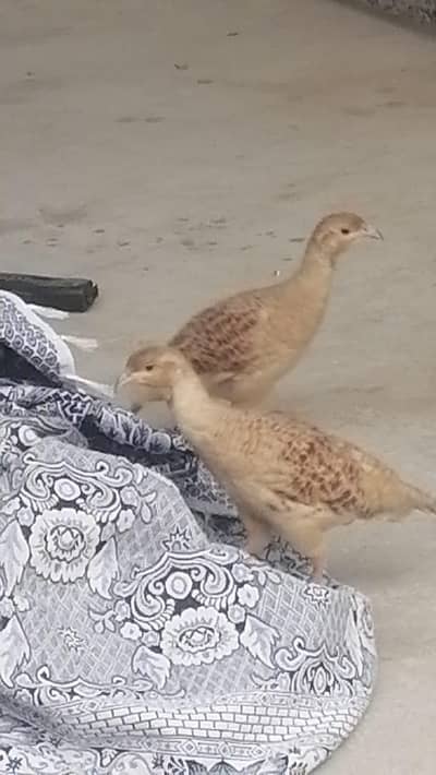Irani Tittar For Sale | Home Raised | Healthy 2x Male