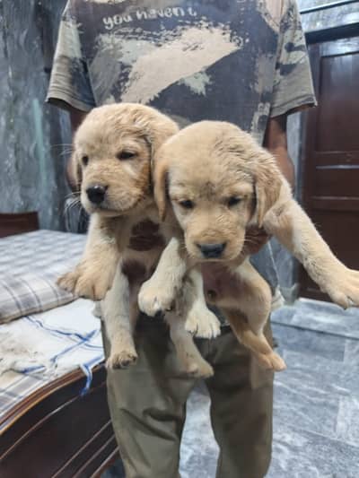British Labrador puppies for sale