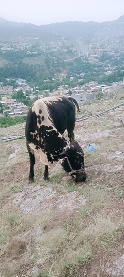  قربانی کے لیے خوبصورت اور صحت مند بیل برائے فروخت 