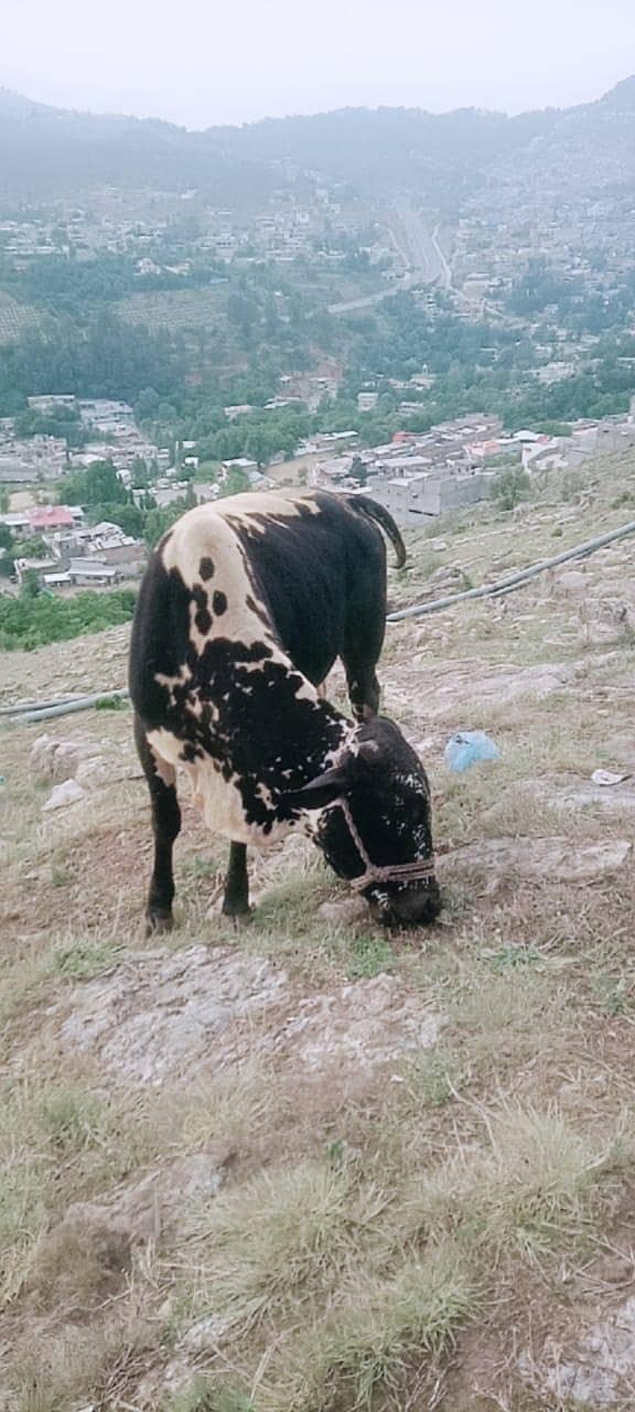  قربانی کے لیے خوبصورت اور صحت مند بیل برائے فروخت  0