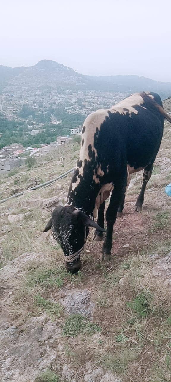  قربانی کے لیے خوبصورت اور صحت مند بیل برائے فروخت  3