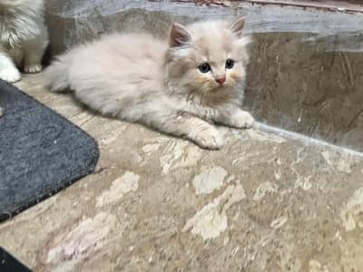 persion kittens triple coated 5  kittens whatsapp No 03044997920