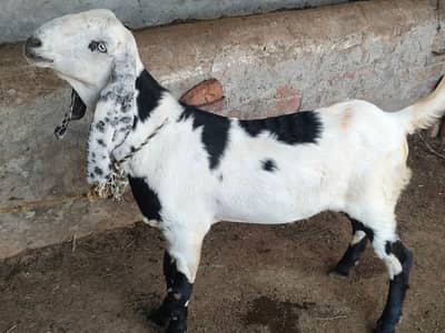 Goat for Eid-ul-Azha
