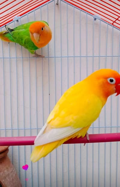 Yellow and Green Lovebirds for sell