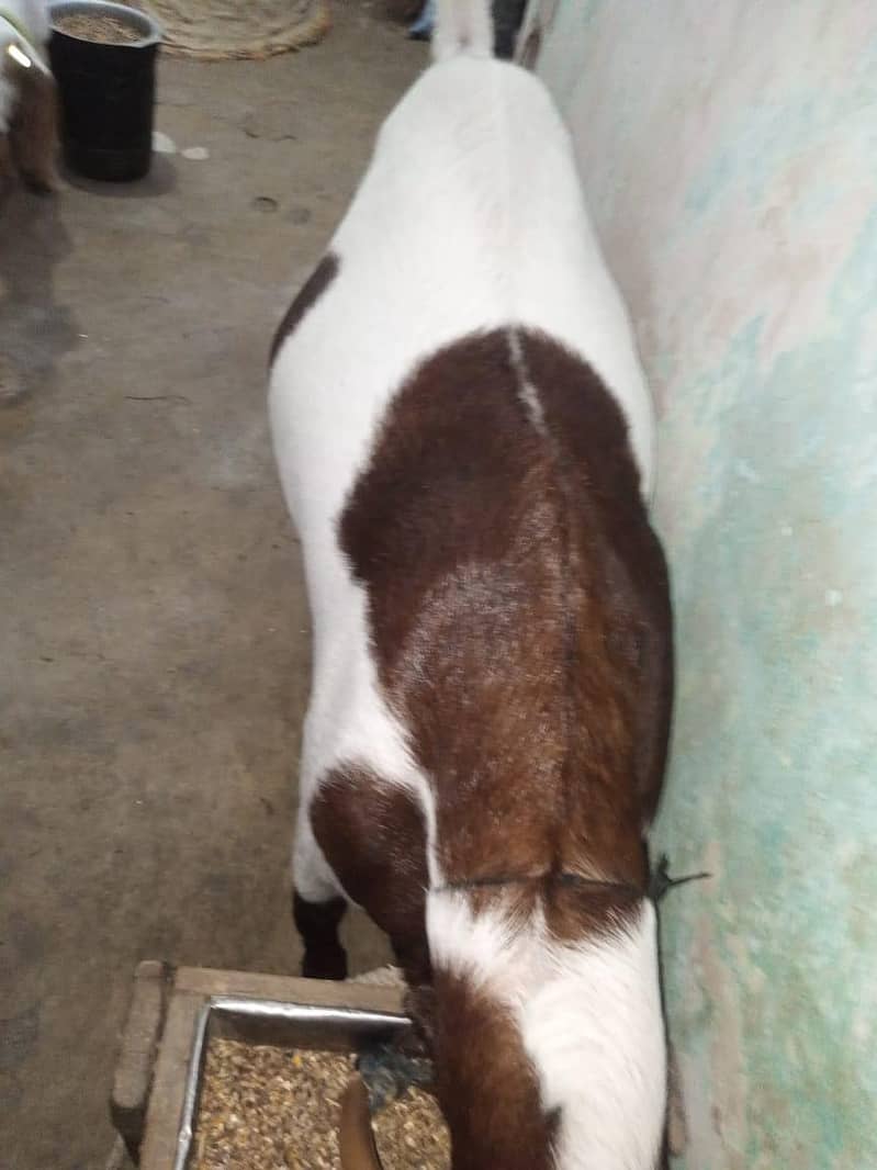 Healthy Bakra for Sale | Strong Body | Karachi - Goats - 1114707791