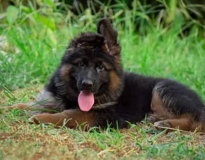German Shepherd 03267102541