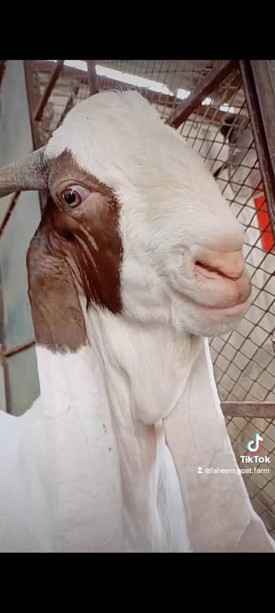 Bagair Khassi Ka Gulabi Bakra Sale Qurbani