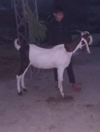 dasi Rajan Puri bakra 2026 CONTACT Number, 03260364868