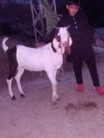 Desi Rajan Puri Bakra Available for Qurbani  | Donday Bakray for sale