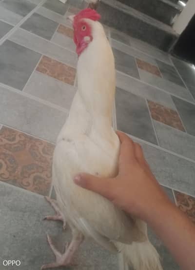 Aseel Heeera Hen