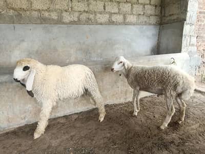 Sheep | Dumba | Kajla | Bakra | Goat | Kajla Chatra