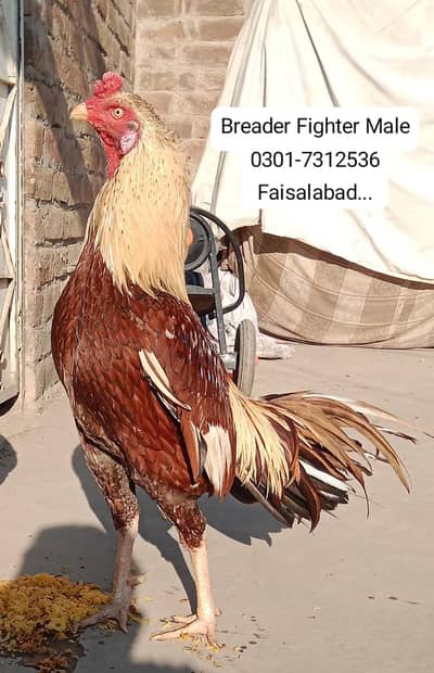 Aseel Best Breader