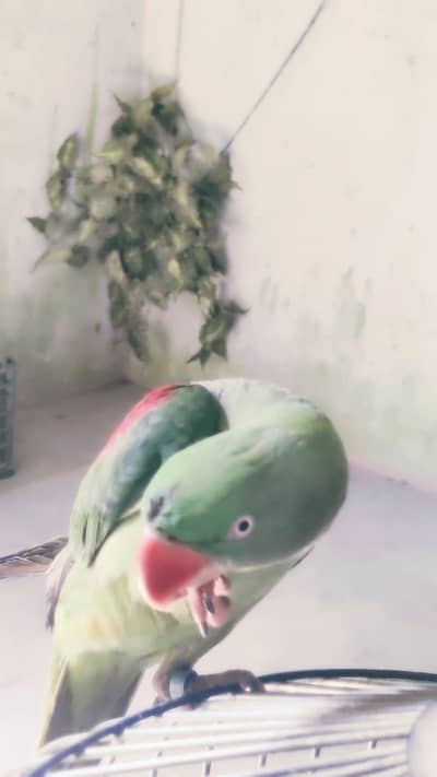 raw parrot 2 year