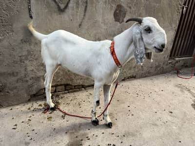 Beqra for sale