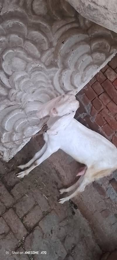 Goat selling