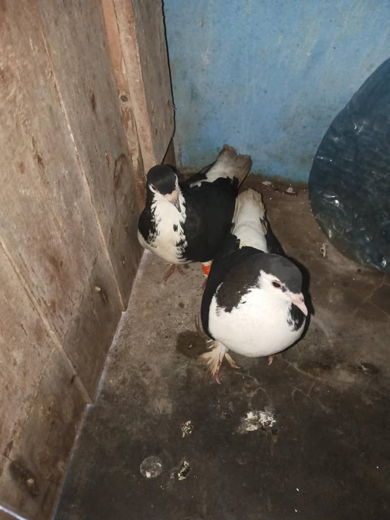 birds 1