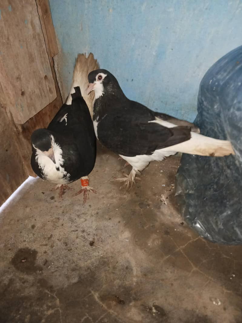 birds 2