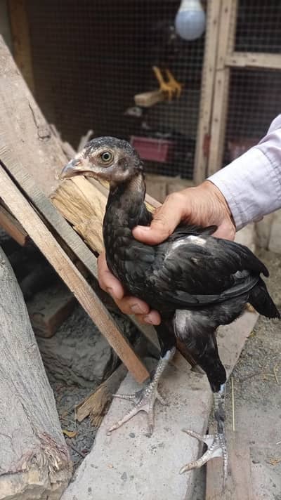 Parmoz Aseel for sale .