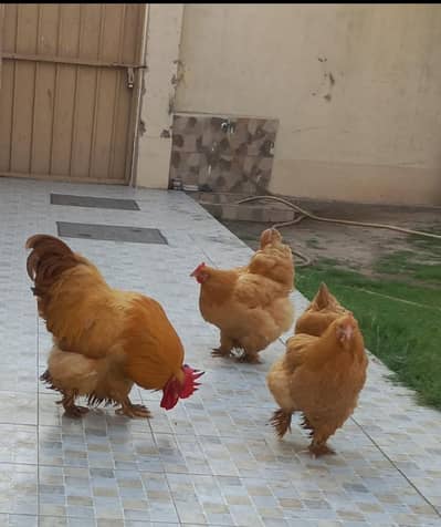 Golden buff