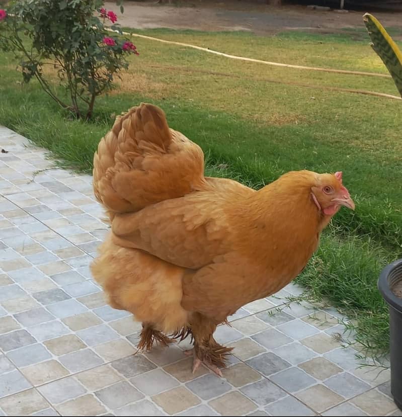 Golden buff 1