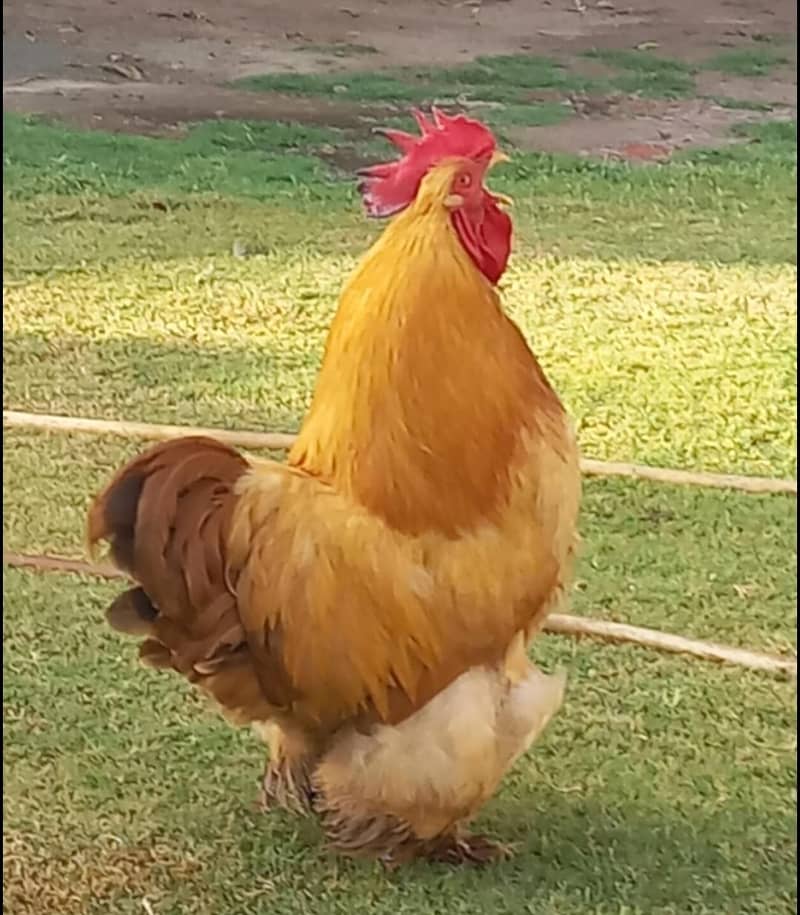 Golden buff 2
