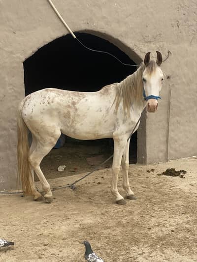 Desi cheby dar kan jor nukri