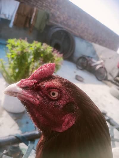 eggs f