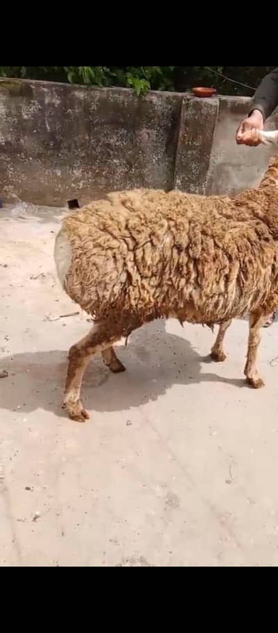 Pair of Sheeps for sale 