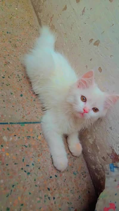 Persian kittens
