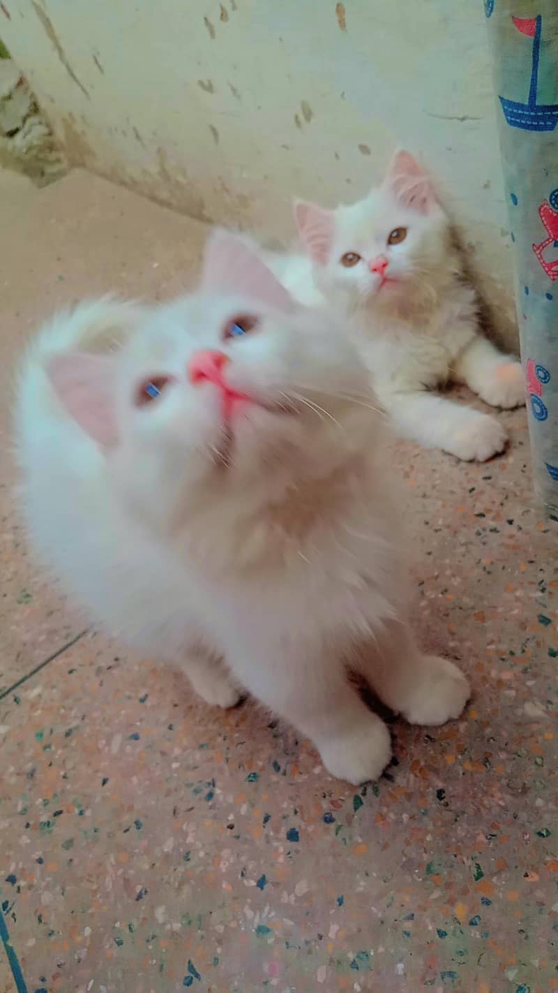 Persian kittens 1