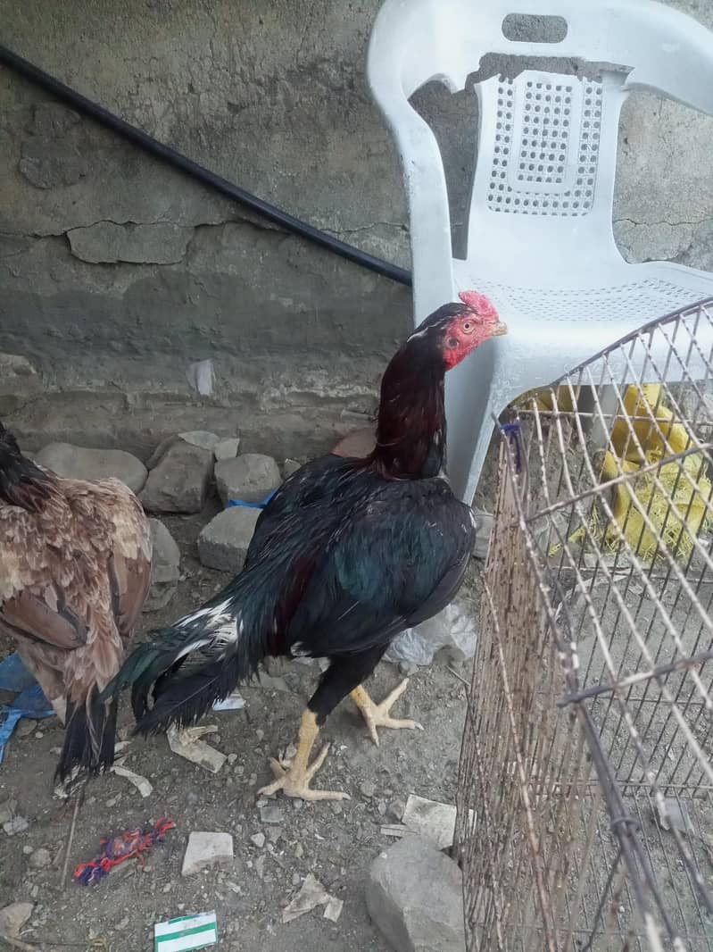 asee murga l pair 0