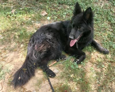 German shepherd  long Coat