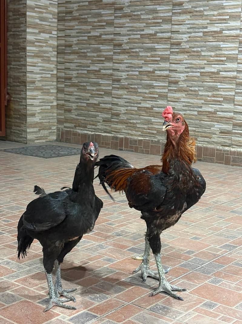 Aseel pair 1