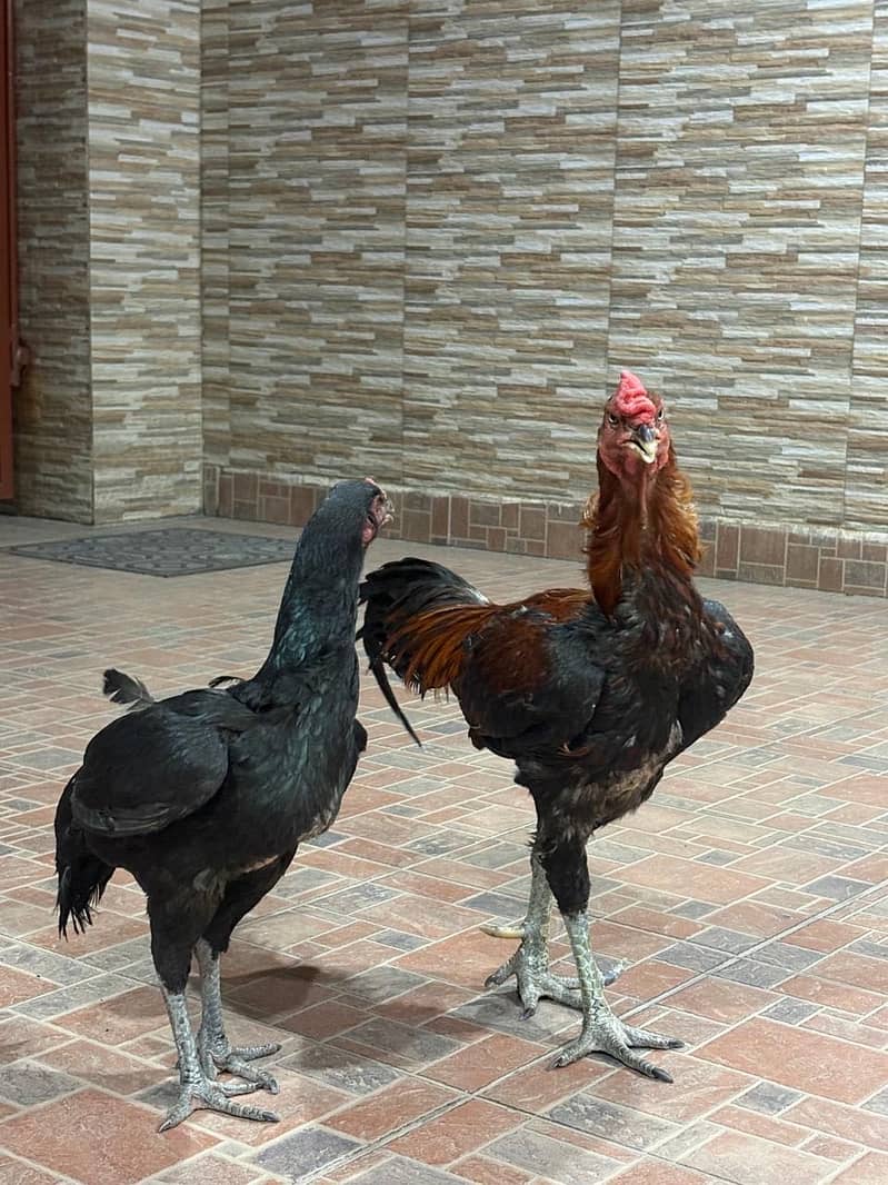 Aseel pair 3