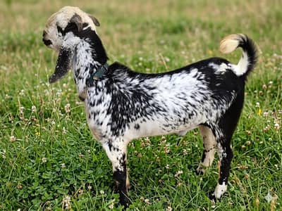 Qurbani bakry