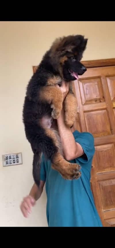 Quality German shepherd puppies contact  Whatsapp 0343 2455191
