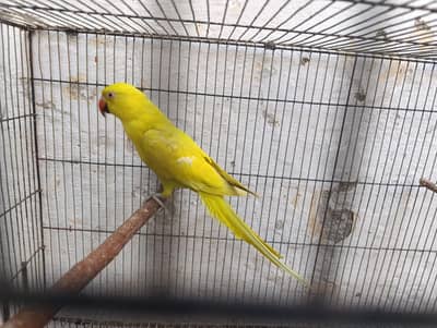 for sale