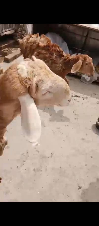 Pair of Sheeps for sale 