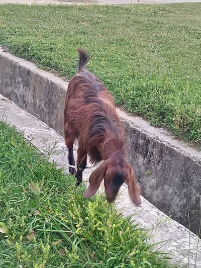 Gaon ka pala Desi Bakra