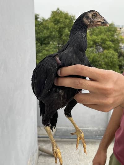 Best quality Aseel chicks 5 month age