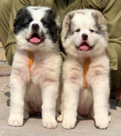 Afghan Kuchi Dog | pure Afghan Kuchi puppies pair | Afghan Kuchi dog