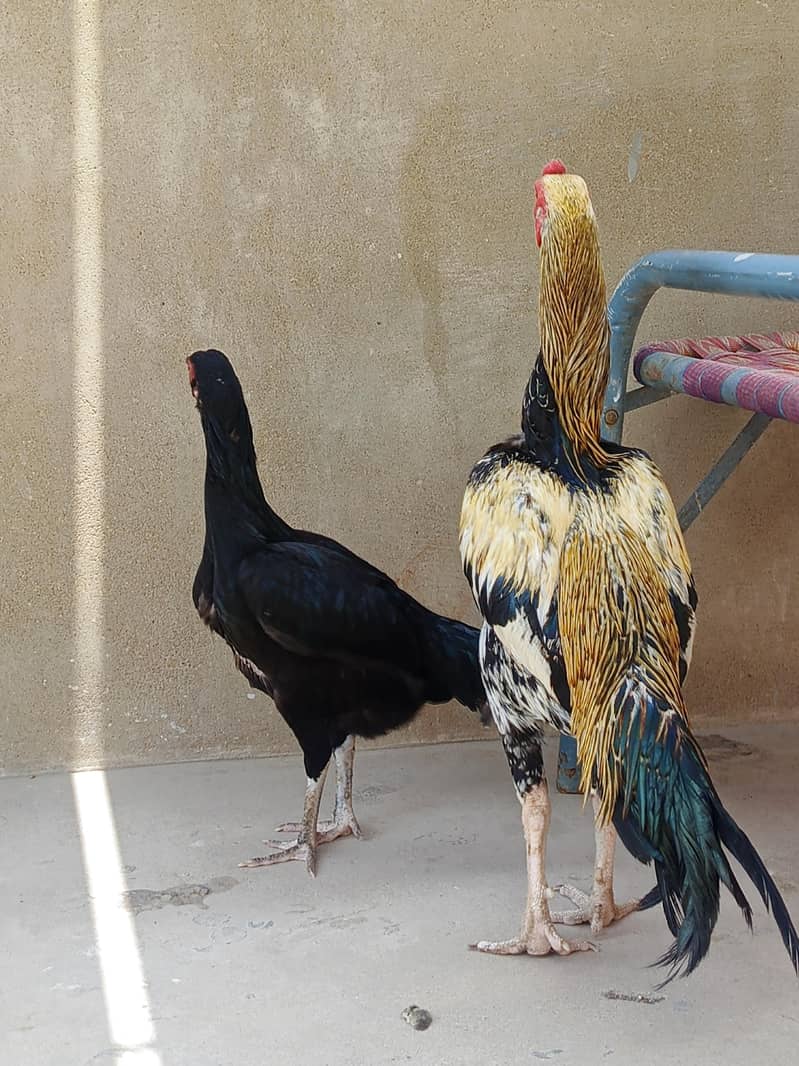 Java Aseel Male 1
