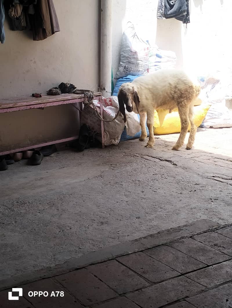 sheep 0