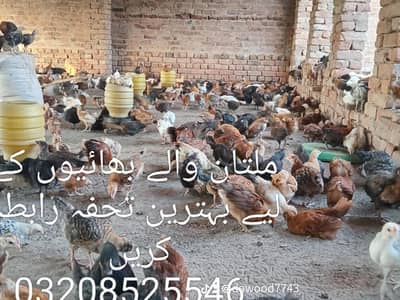 Golden Misri Chick's Available weight k Hisab Sy Multan Wly Dost Rabta